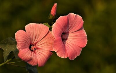 Was kostet eine Website?